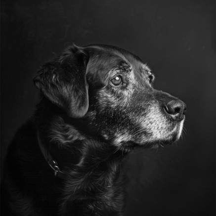 Startseite alter hund sw