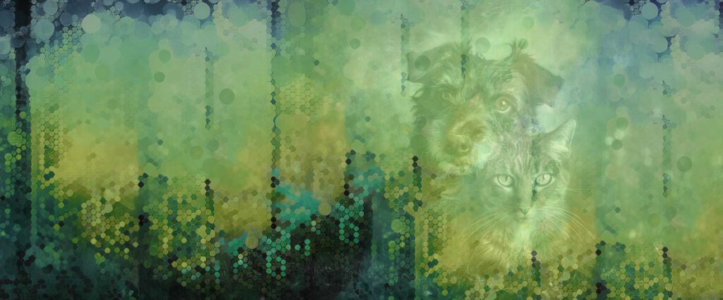 hund und katze hintergrund foto