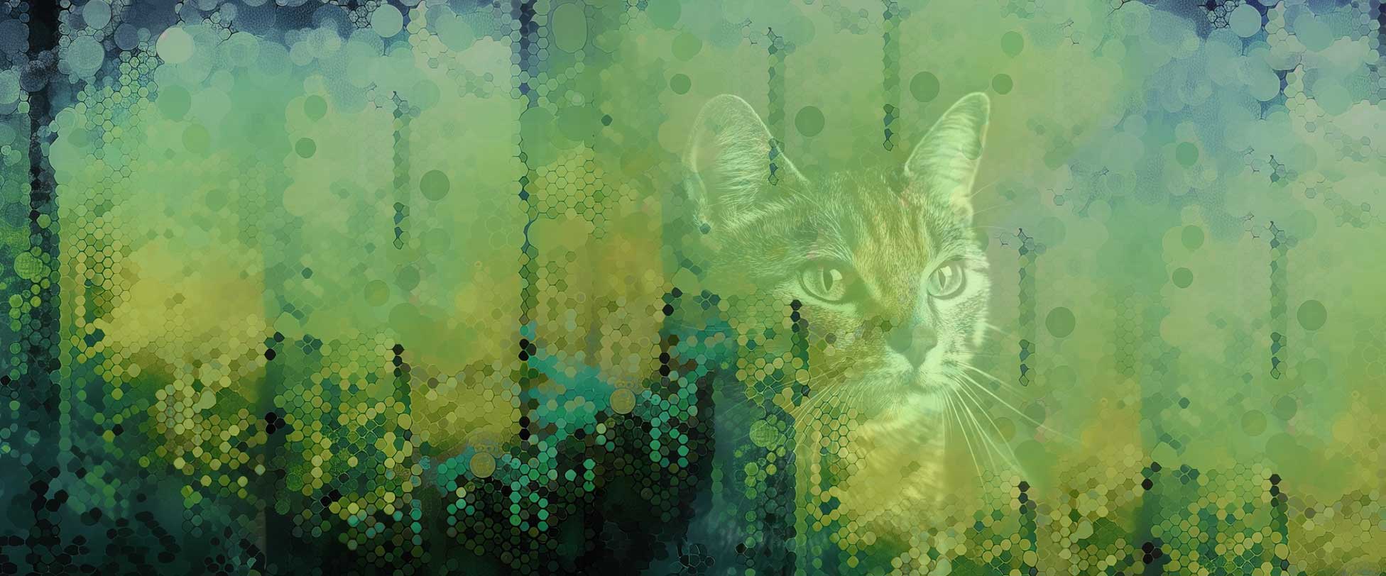 katze1 hintergrund foto