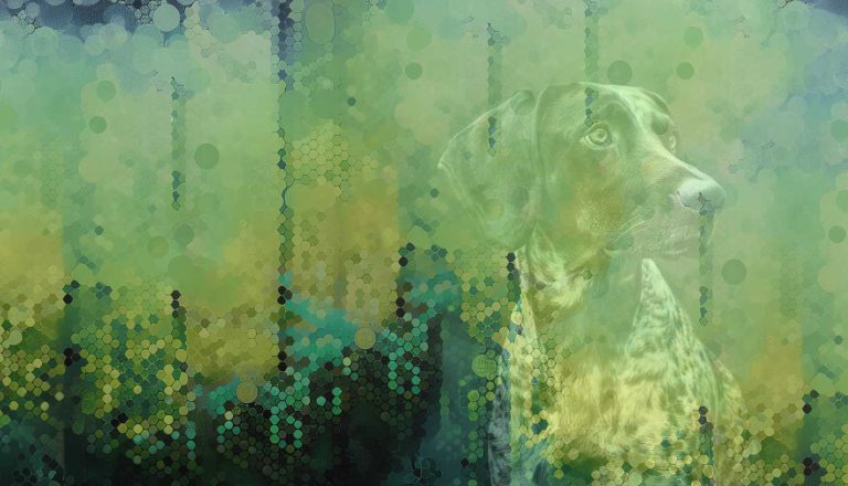 jagdhund hell hintergrund foto