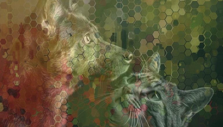 mischung hund und katze klein wald bunt