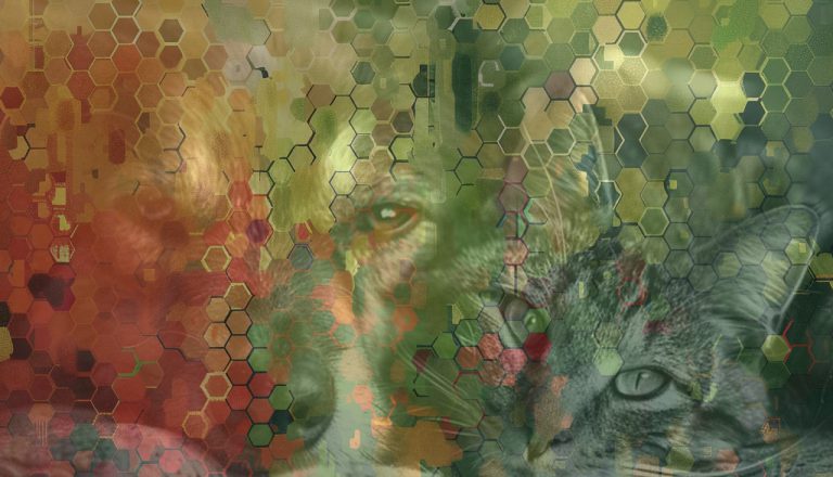 mischung katze hund wald bunt